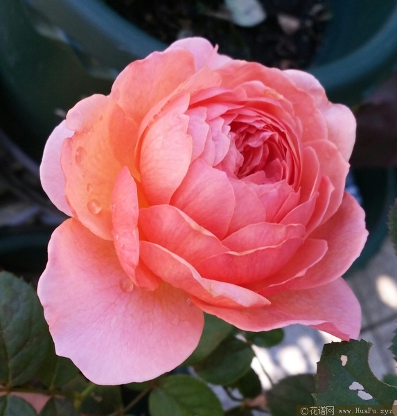 香织装饰kaori kazari月季的优缺点与资料品种介绍 – 花谱网