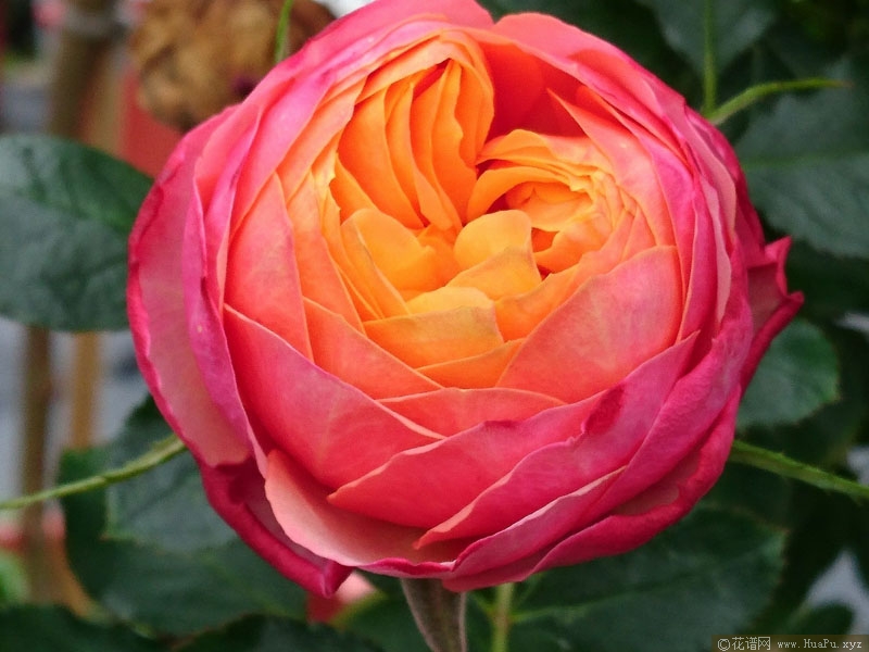 芒果浪漫Mango Romantica