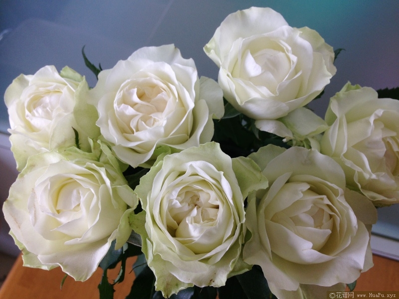 梦之蕾月季的优缺点与资料品种介绍 花谱网