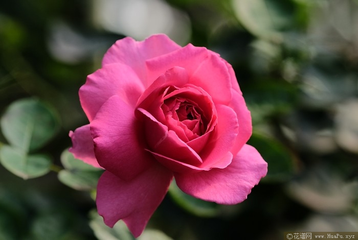 伊芙里奥