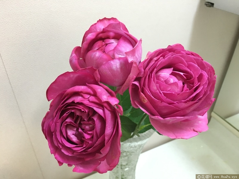 伊芙里奥
