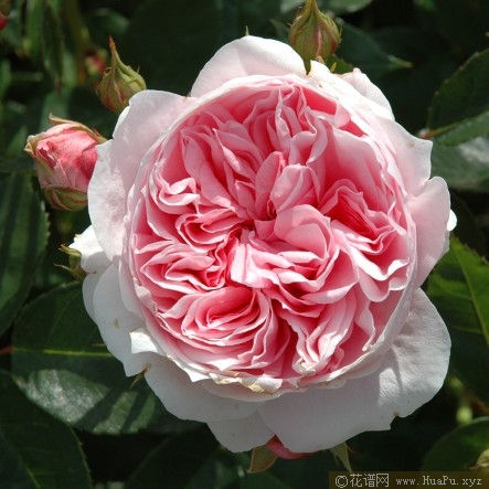 邓纳姆梅西