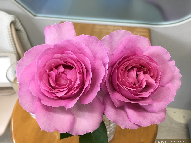 旋转香水月季的优缺点与资料品种介绍 花谱网