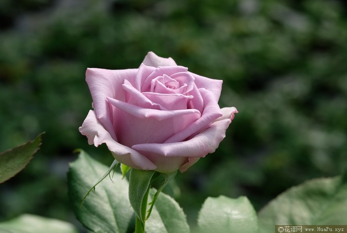 萨菲