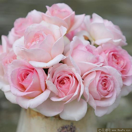 粉黛