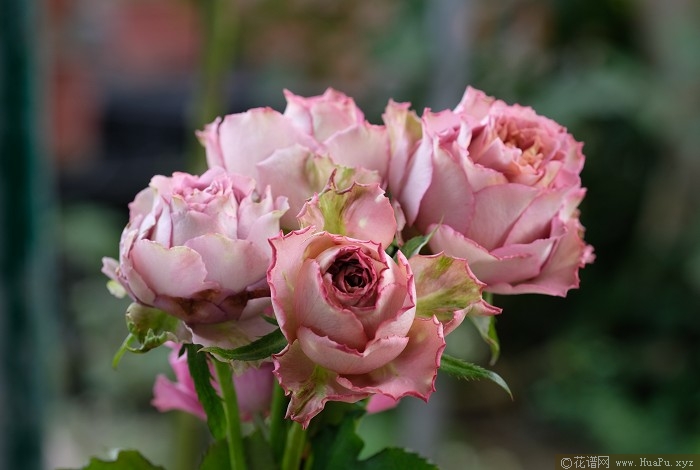 英伦节拍