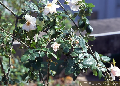 蔓性玫瑰育种之大突破− 攀缘玫瑰(Climbers)