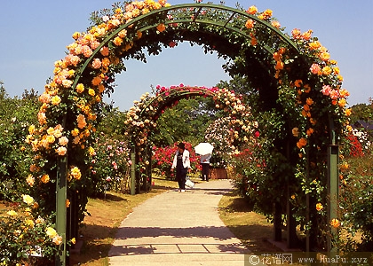 蔓性玫瑰(Climbing Roses)