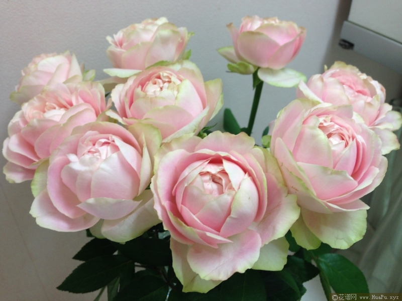 魔果月季的优缺点与资料品种介绍 花谱网