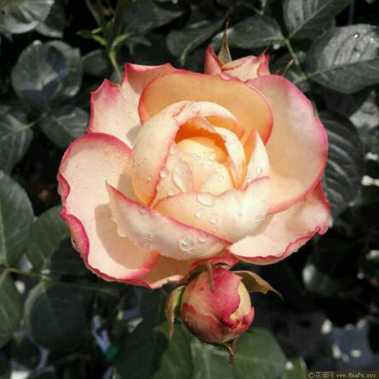 伊芙古典香水