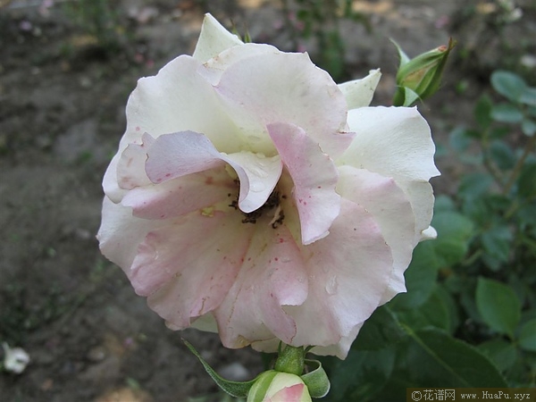 玛蒂尔达