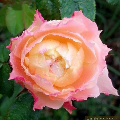 甜蜜邂逅