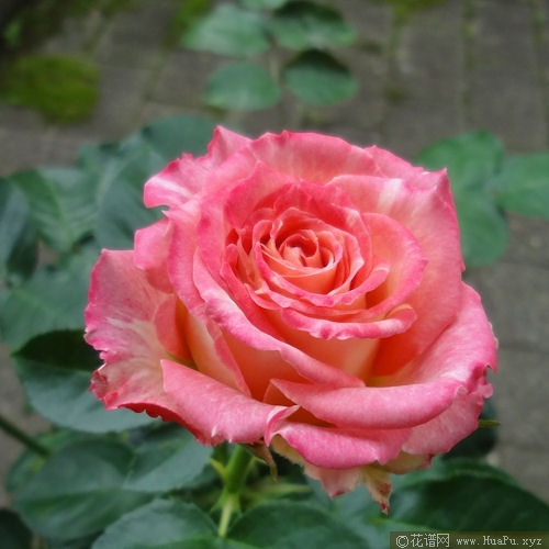 莲花