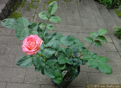 莲花