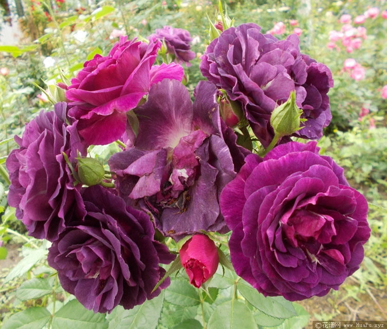 奥秘月季的优缺点与资料品种介绍 – 花谱网