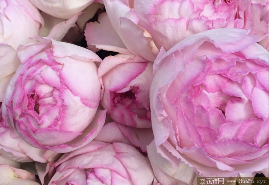 粉色伊芙伯爵/粉伯爵