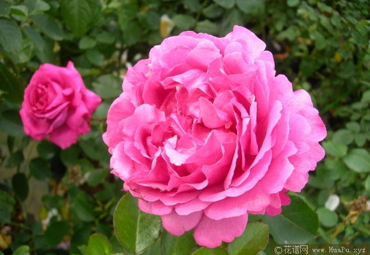 藤本伊芙伯爵