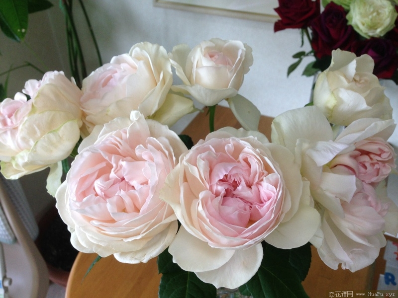 伊芙许愿之心