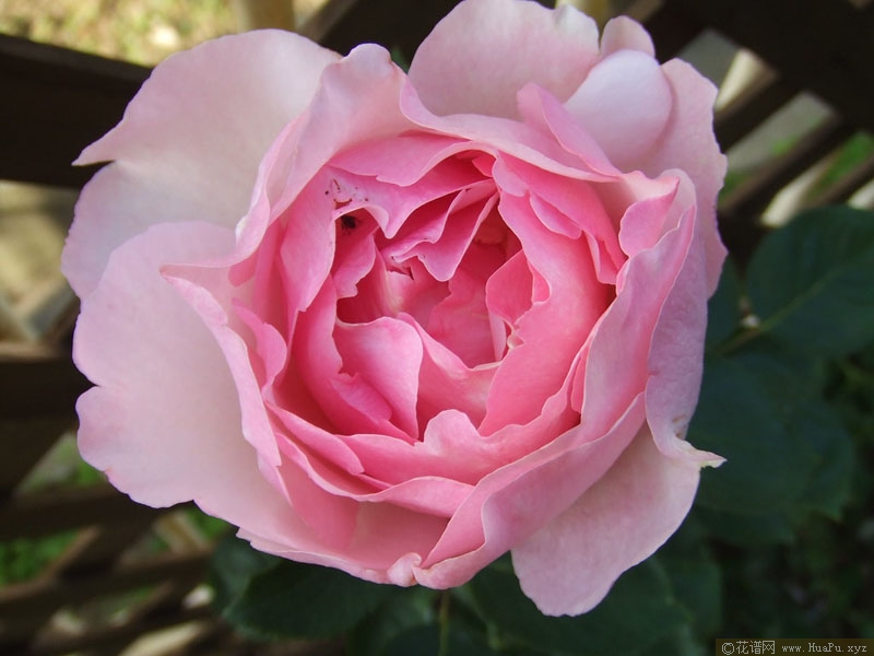 伊芙魂之香水