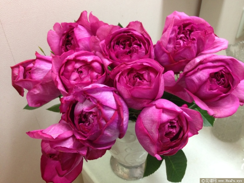 伊芙热情