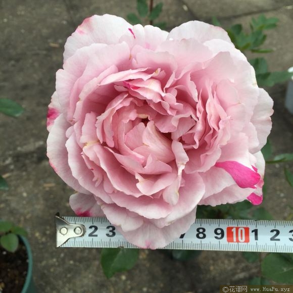 伊芙IS
