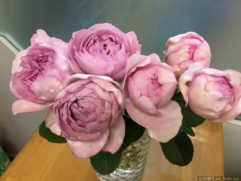 伊芙雷欧诺