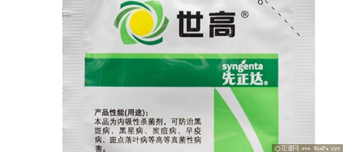 月季黑斑病预防和治疗