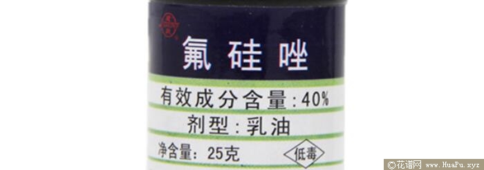 月季黑斑病预防和治疗