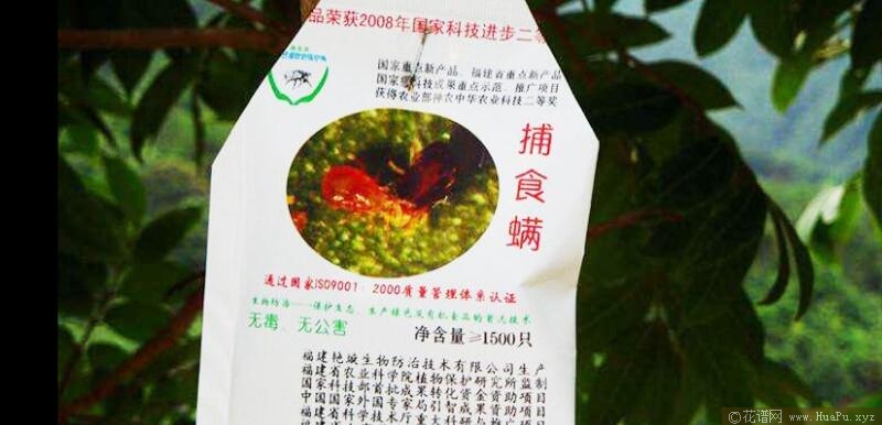 月季红蜘蛛的防治