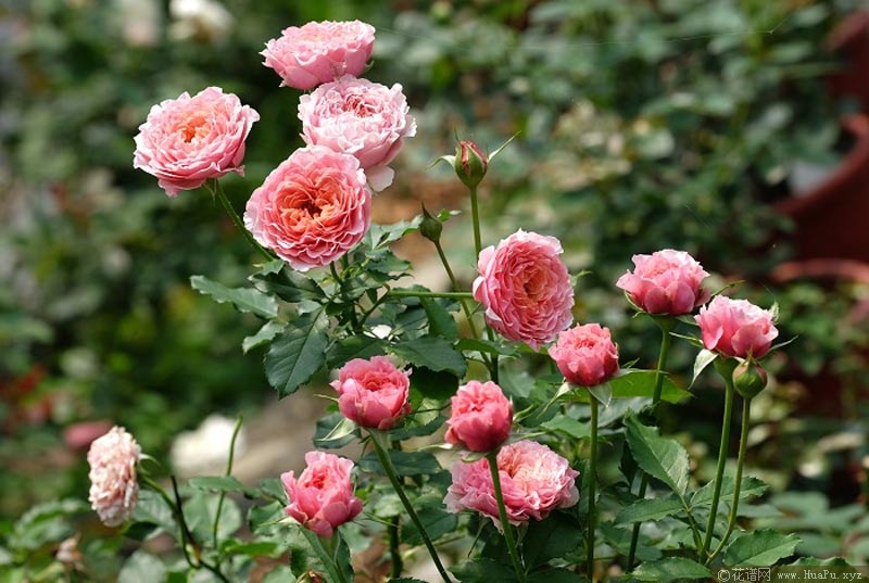 惑星/星斗月季的优缺点与资料品种介绍 – 花谱网