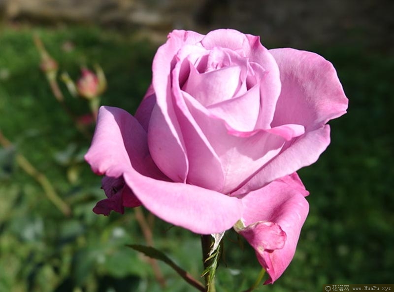 蓝河月季的优缺点与资料品种介绍_花谱网