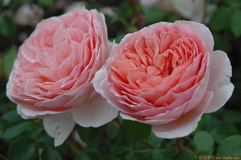 亚伯拉罕·达比Abraham Darby