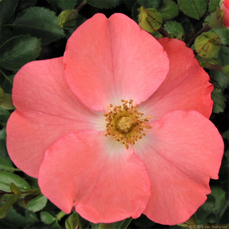 珊瑚地毯月季的优缺点与资料品种介绍 花谱网