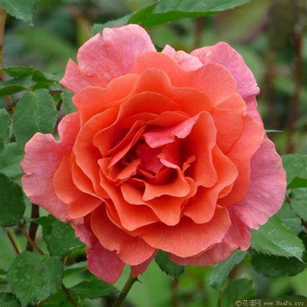 伊芙琳五月