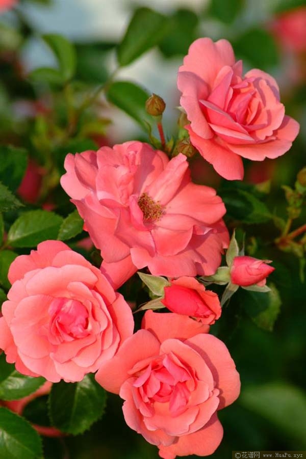 伊芙琳五月