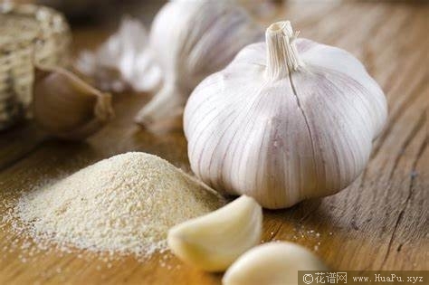 月季黑斑用大蒜能治吗