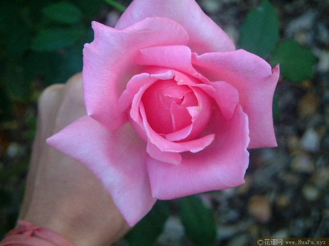 埃菲尔铁塔