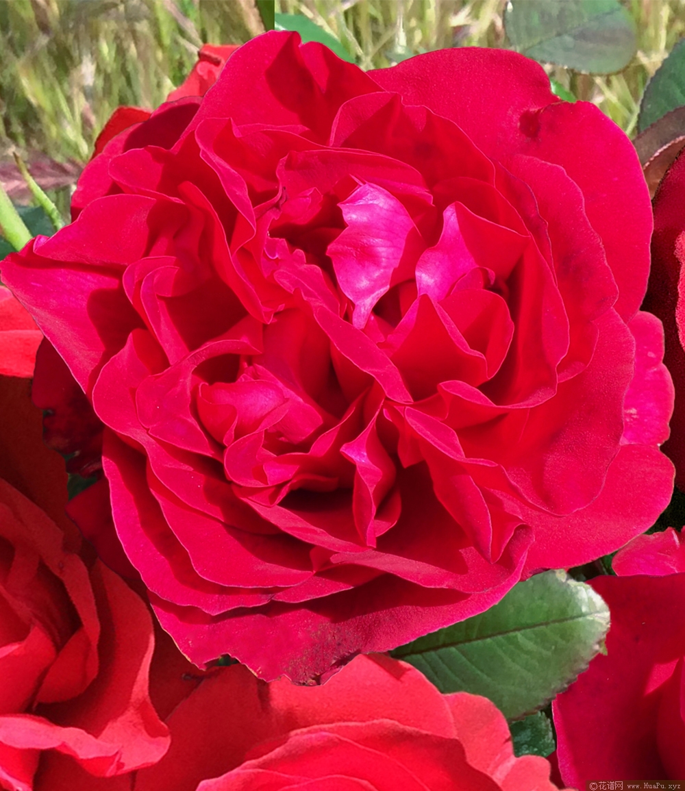 伏旧园之花