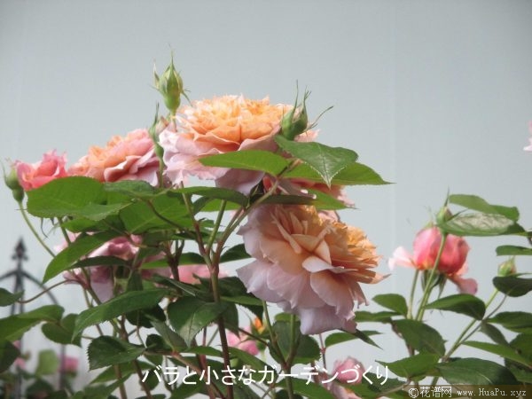 砂时计