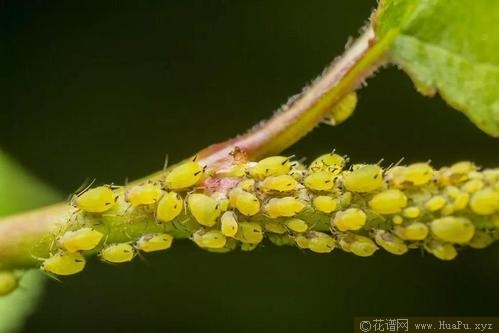 月季蚜虫的防治