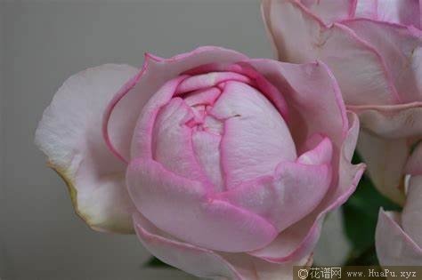 伊芙逸话