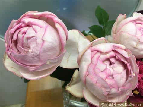 伊芙逸话