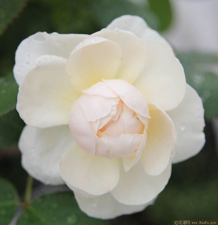 小兔子月季的优缺点与资料品种介绍 – 花谱网
