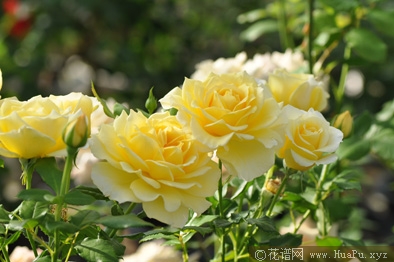 黄色永恒