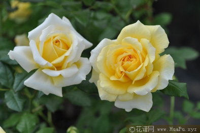 黄色永恒