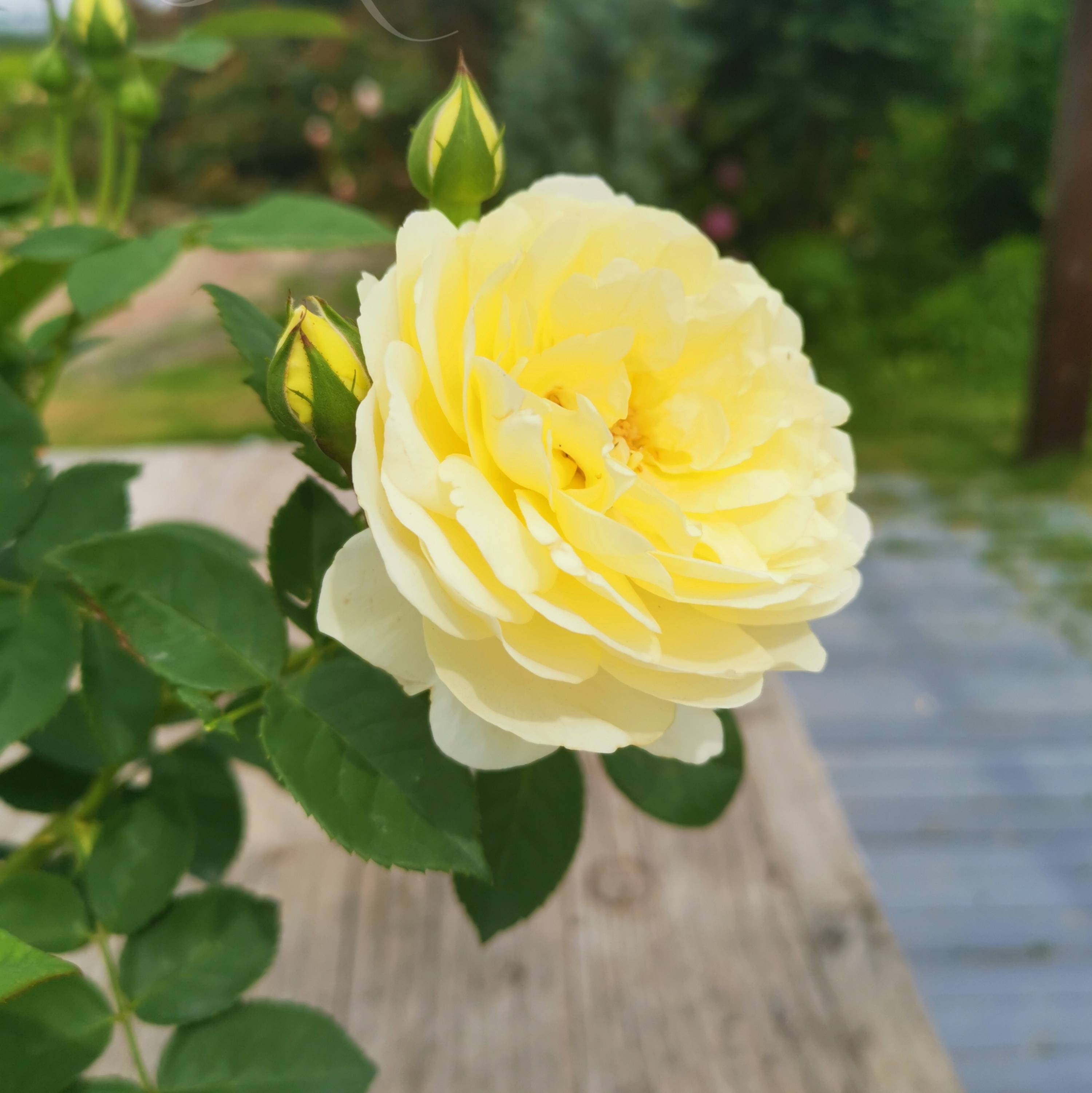 黄鹂鸟月季的优缺点与资料品种介绍 – 花谱网