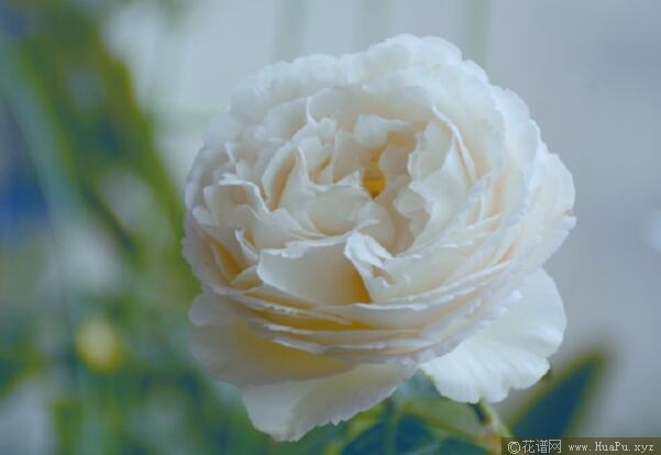 伊芙系列最好的月季