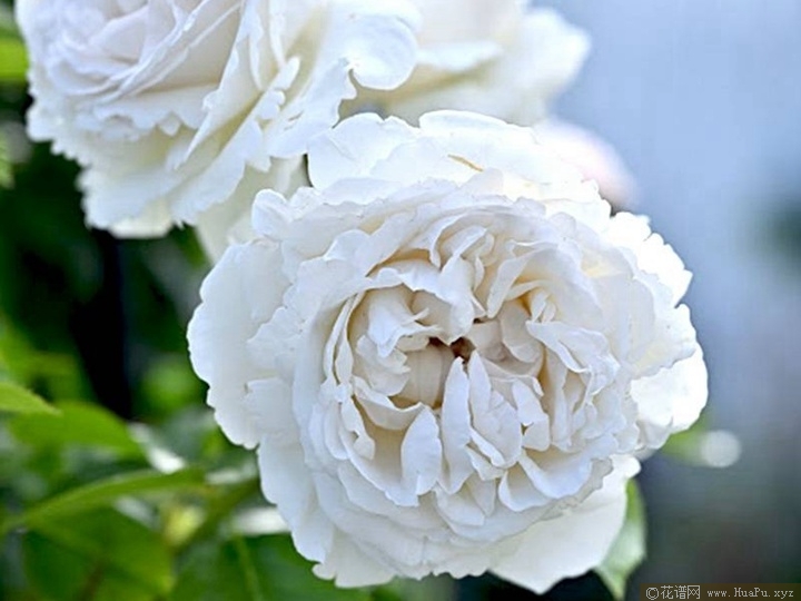 帕芙洛娃 