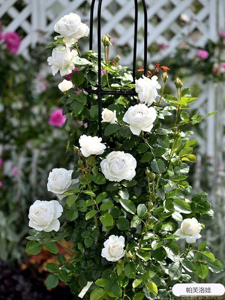 帕芙洛娃 