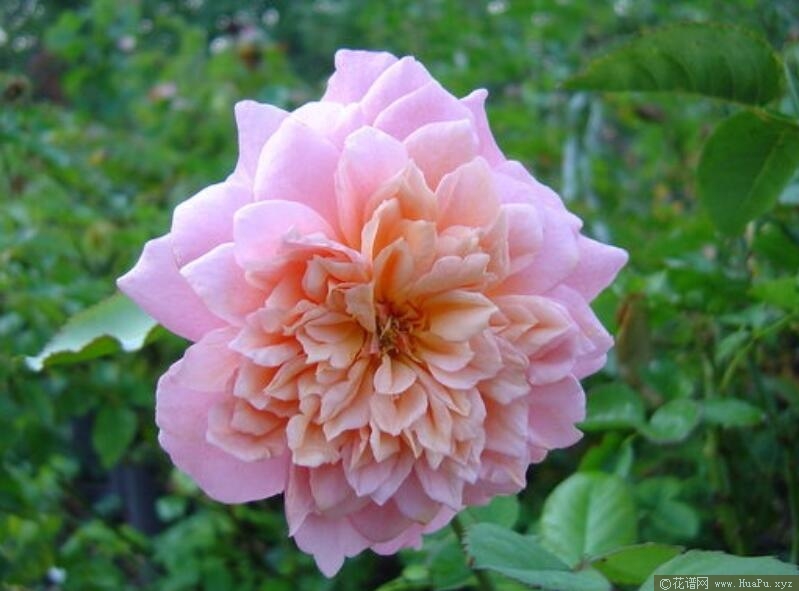 肖蒙花园节